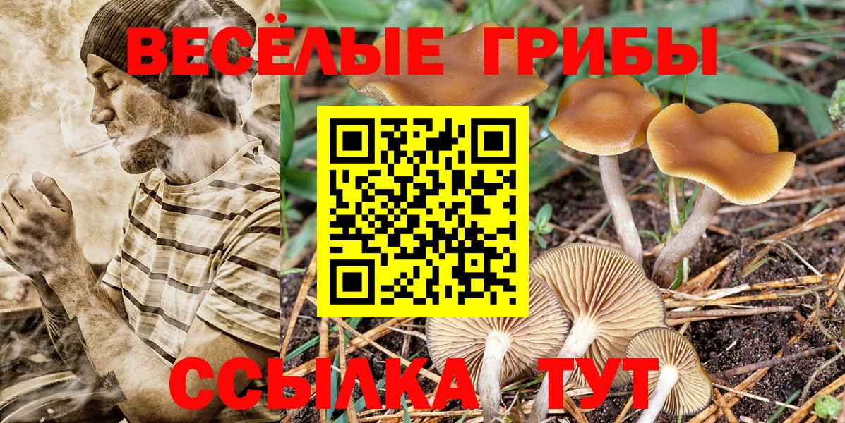 Арзамас  что такое наркотик  Галлюциногенные грибы ЛСД  Вход с VPN  Псилоцибиновые грибы Psilocybe 